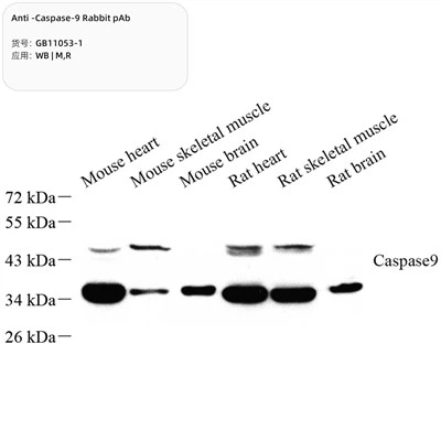 Αντι-κάλασση -9 κουνελιού PAB