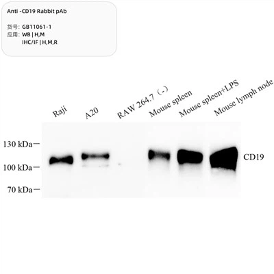 Anti-CD19 Κουνέλι PAB